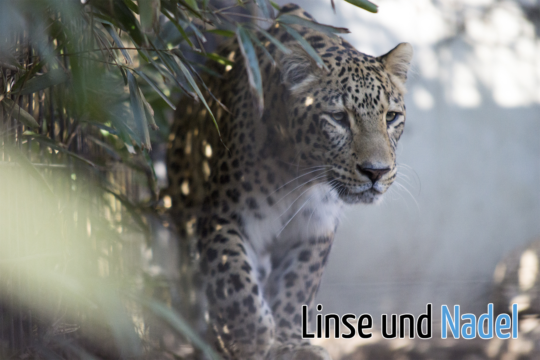 Leopard_01